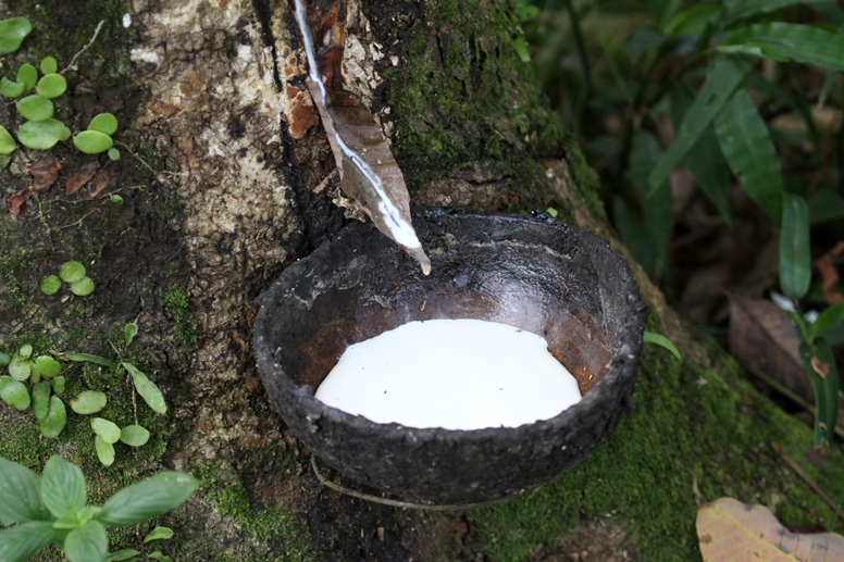 harvesting rubber